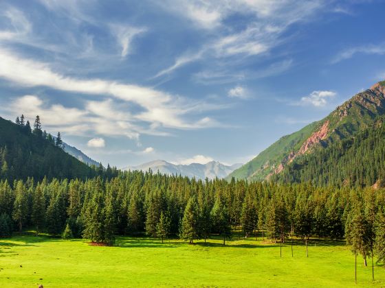 Qilian Mountain Grassland