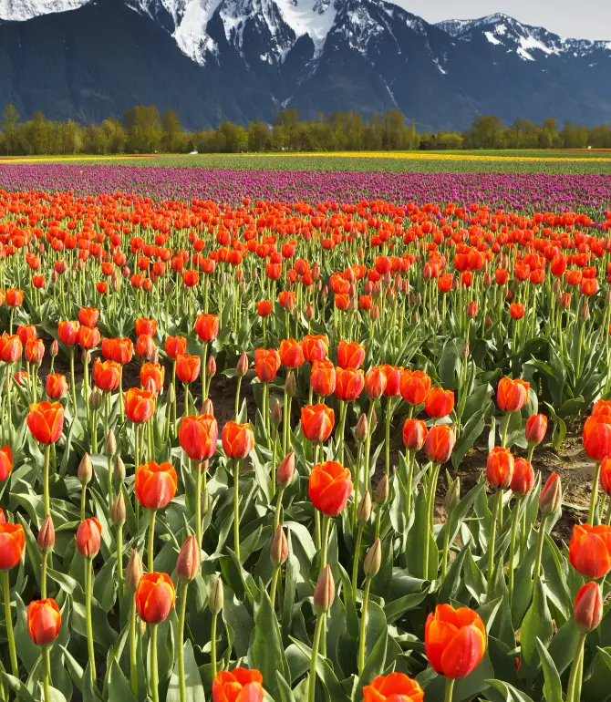 Chilliwack
