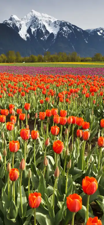 チリワックのホテル