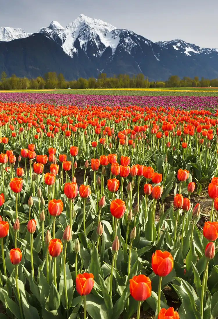 Hotels in Chilliwack