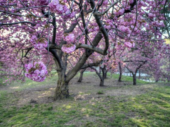 巴黎公園