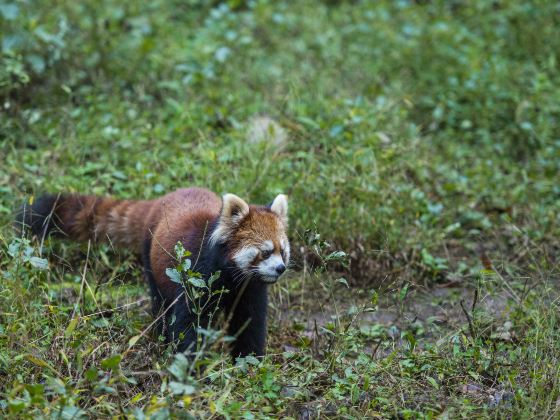 Nantong Forest Safari Park