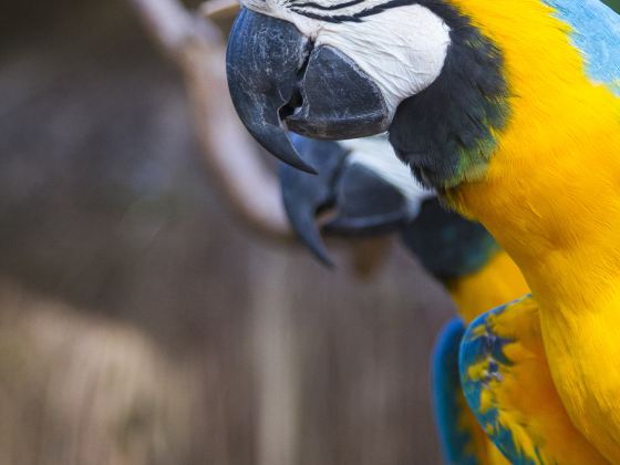 Hainan Tropical Birds World