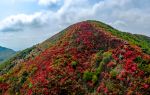 通天蠟燭山