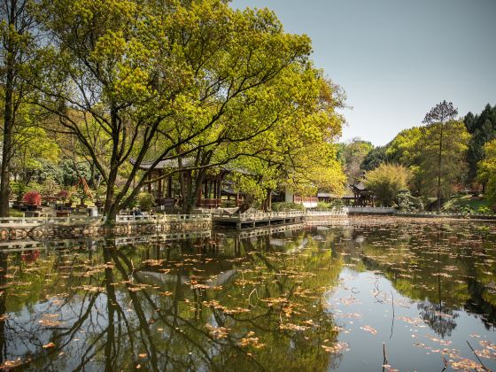 Mid-Level Lotus Garden