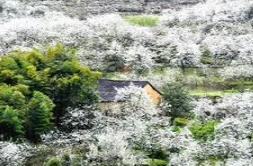 Qiliping