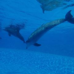 DOLPHIN ALL DAY DINING User Photo