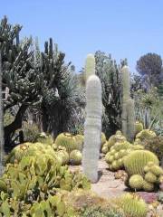 Desert Plants Garden Style