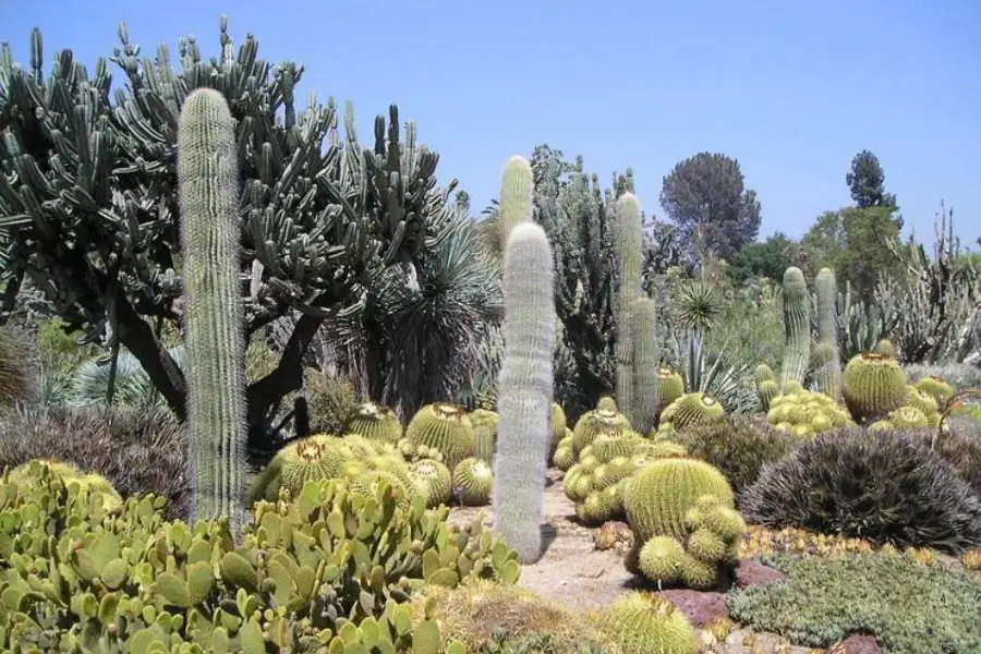 Desert Plants Garden Style