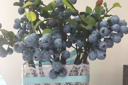 Express Pizza and Desi Grill