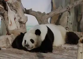 Xining Panda House