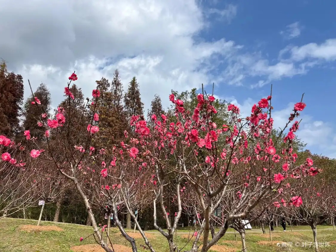 鄰近桃花島的酒店