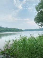 Xiaoxian Huanghe Gudao Wetland Park