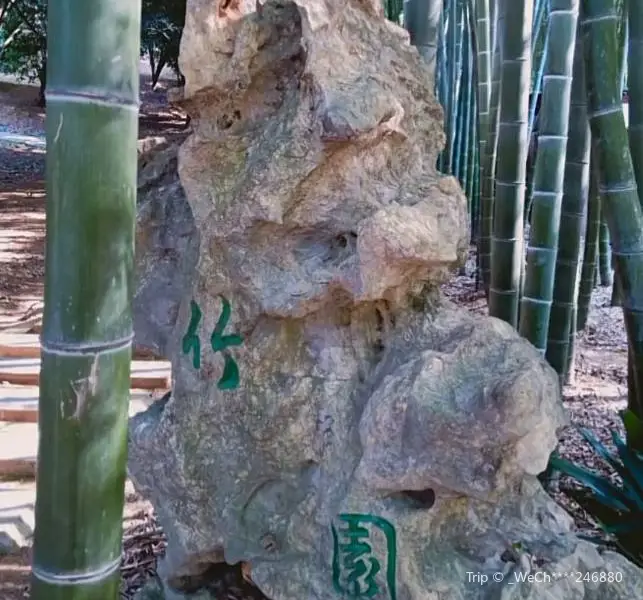 Junshan Bamboo Forest