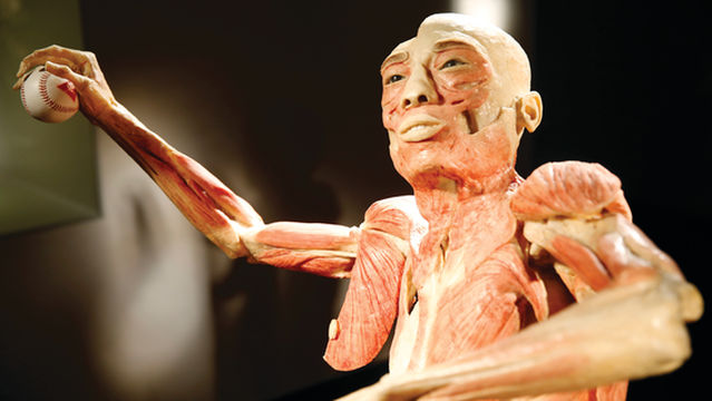 Bodies The Exhibition