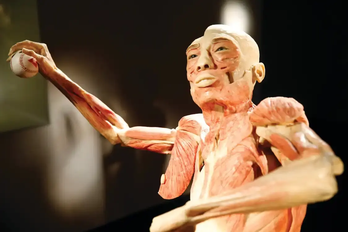 Hotels near Bodies The Exhibition