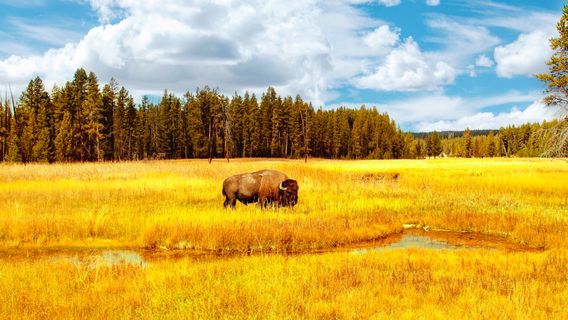 Roosevelt Lodge Cabins