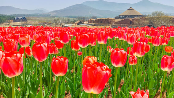 Ban Tang Yujinxiang Gaodi Sceneic Area