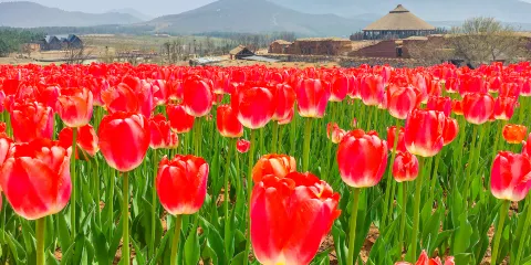 鬱金香高地景區