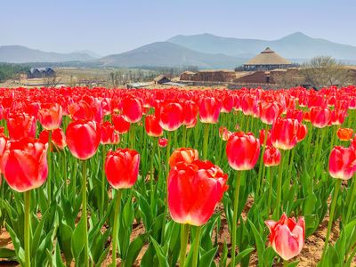 Ban Tang Yujinxiang Gaodi Sceneic Area