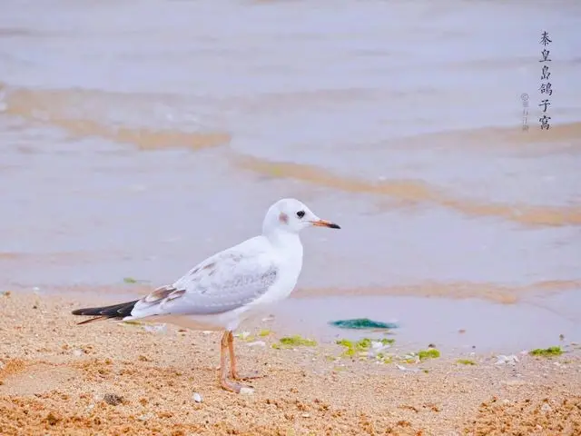 Bird Watching in Qinhuangdao