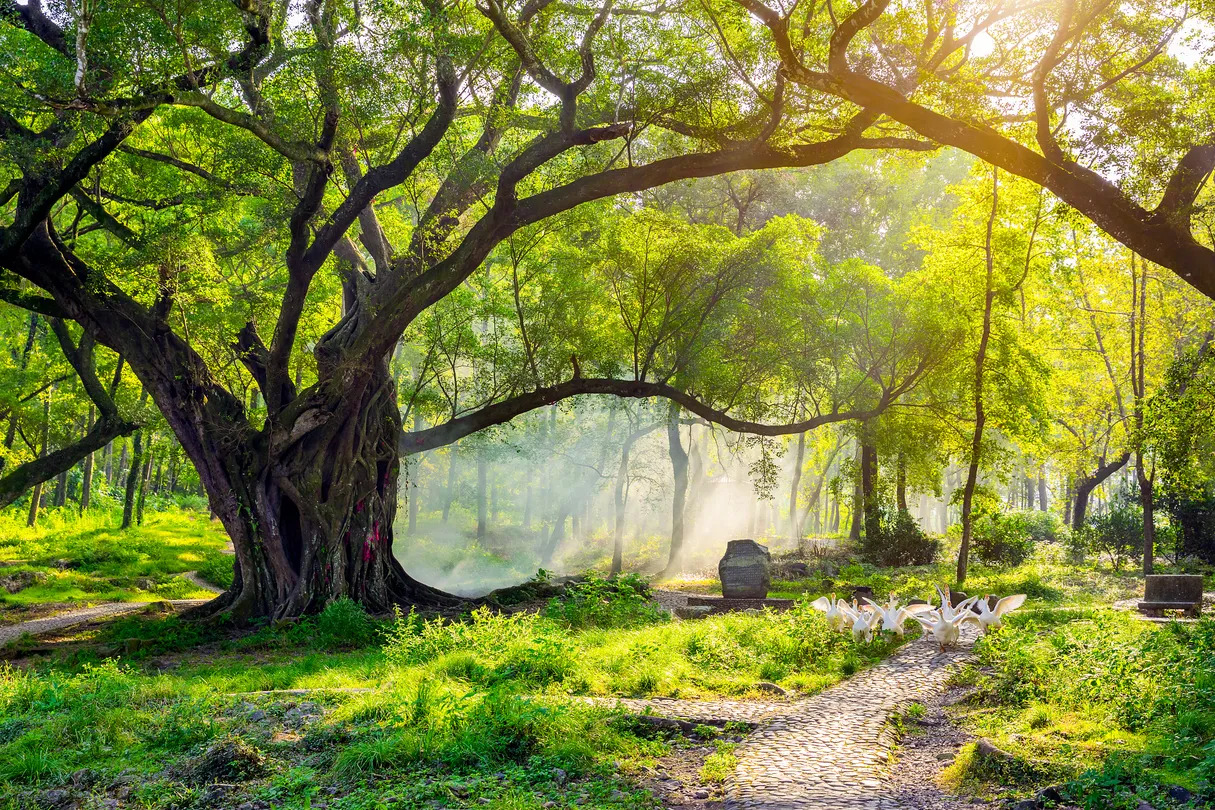 1_หยางเจียซิ