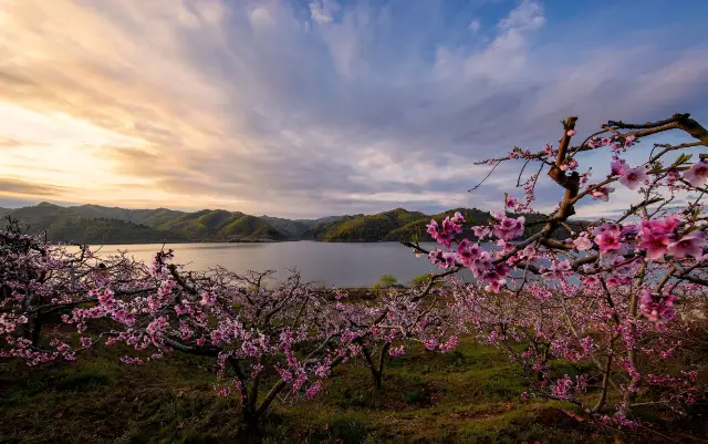 Maple Leaf Viewing in Dandong