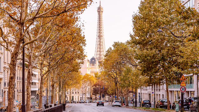 Sycamore Tree Viewing in Paris