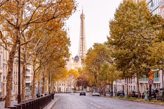 Plane Tree Viewing in Paris