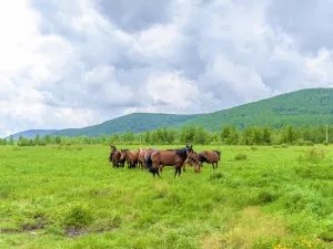 Horqin Grasslands