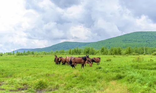 Horqin Grasslands