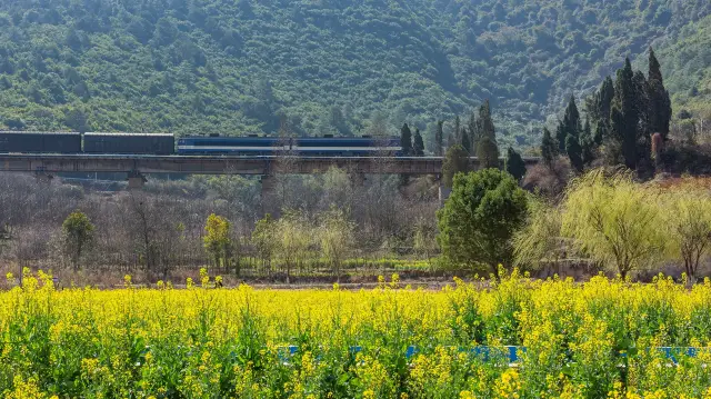 Rapeseed Flower Viewing in Kunming