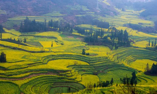 Rapeseed Flower Viewing in Kunming
