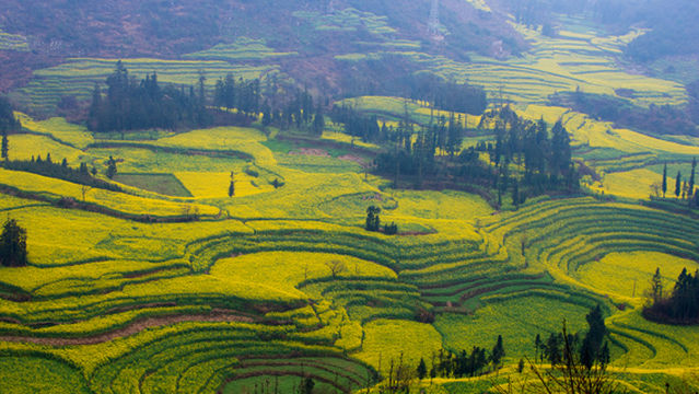 Rapeseed Flower Viewing in Kunming