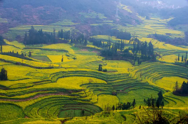 Rapeseed Flower Viewing in Kunming