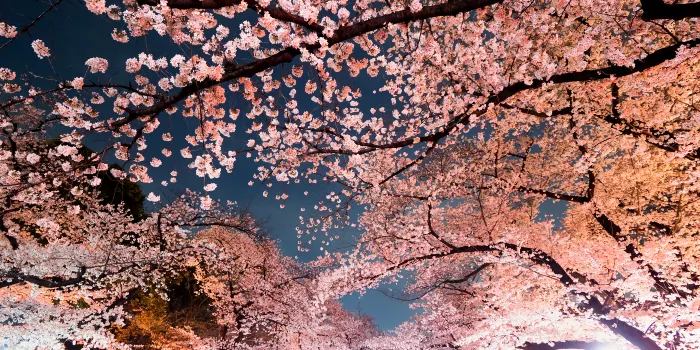 Ueno Park image 2