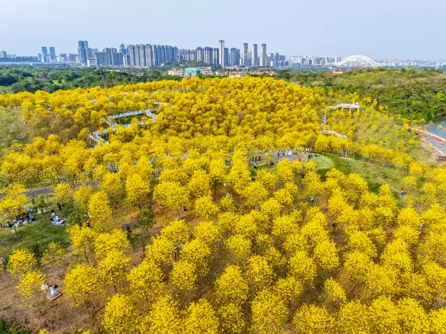 Tabebuia Chrysotricha Viewing in Guangxi