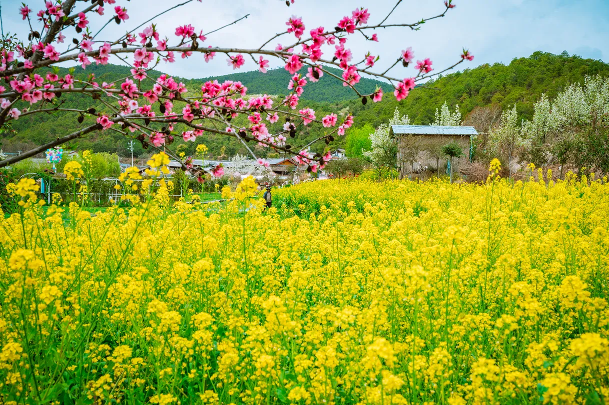 5_Lashihai Wetland Park