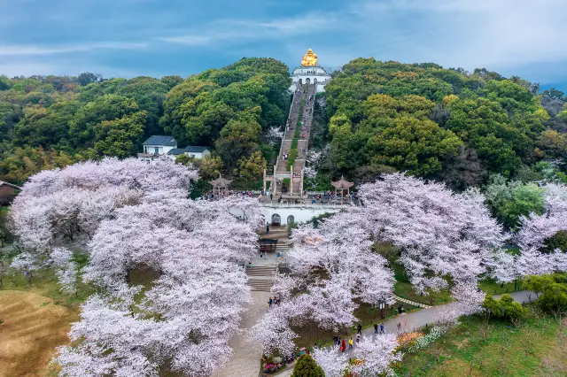 Cherry Blossom Viewing in Suzhou