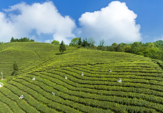 Tea Harvesting in Sichuan