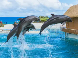 Sea Life Park Hawaii