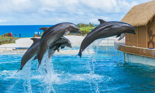 Sea Life Park Hawaii