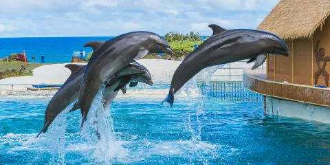 夏威夷海洋生物公園