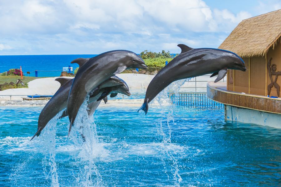 夏威夷海洋生物公園