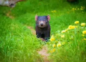 Tasmanian Devil Unzoo