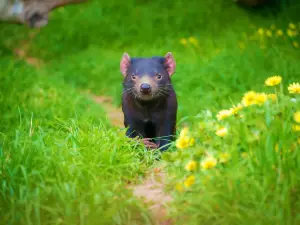 Tasmanian Devil Unzoo