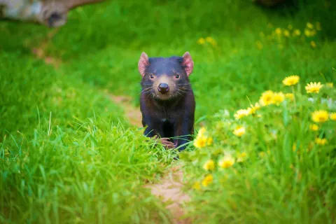 태즈마니안 데벌 언주