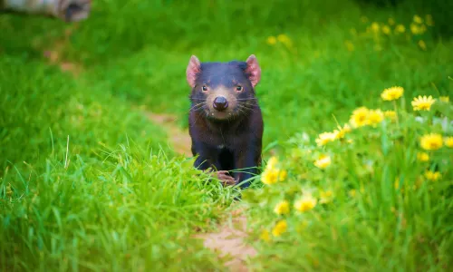 Tasmanian Devil Unzoo