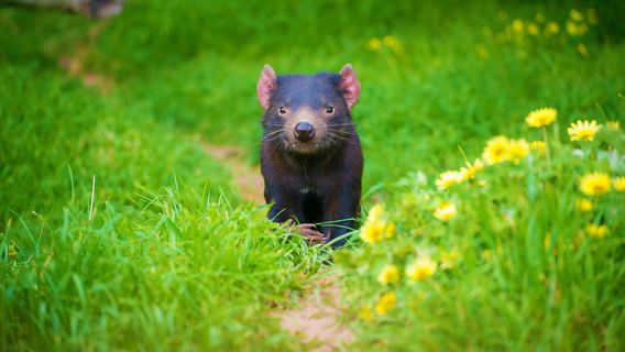 Tasmanian Devil Unzoo