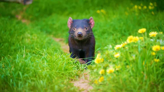 Tasmanian Devil Unzoo